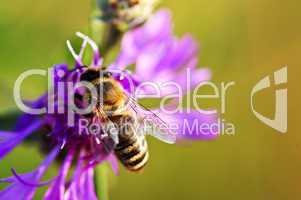 Honey bee on Knapweed