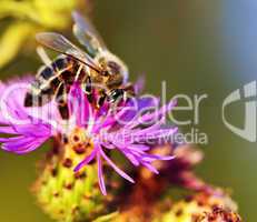 Honey bee on Knapweed