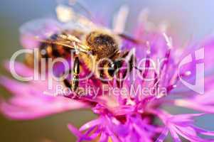 Honey bee on Knapweed