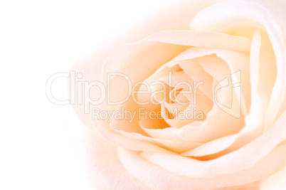 Delicate beige rose