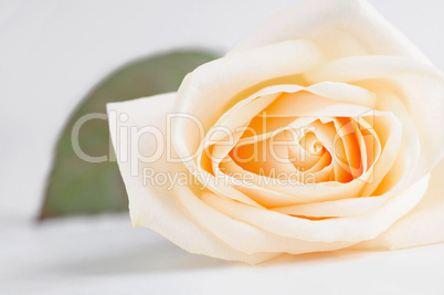 Delicate beige rose