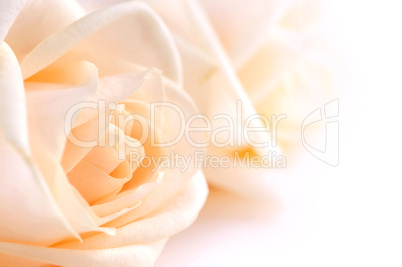 Delicate beige roses