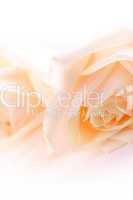 Delicate beige roses