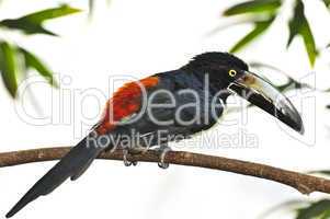 Collared Aracari toucan