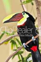 Chestnut Mandibled Toucan