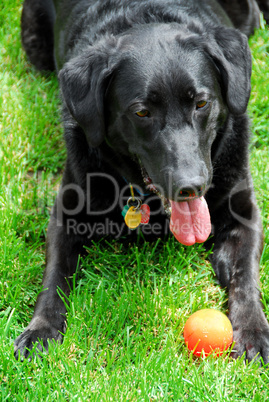 Dog with a ball