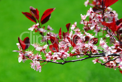 Bloomig cherry tree