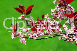 Bloomig cherry tree