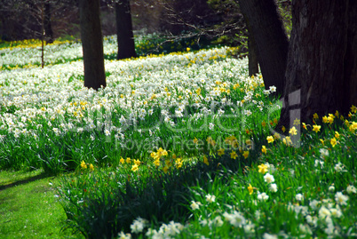 Blooming field