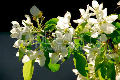 Apple blossom