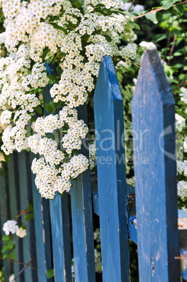 Blue fence with white flowers