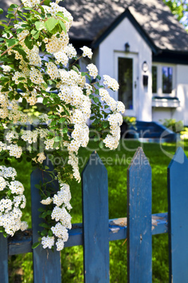 Blue fence with white flowers