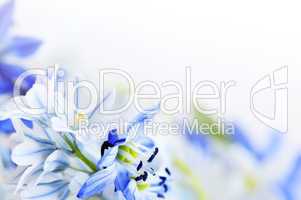 Spring flowers background