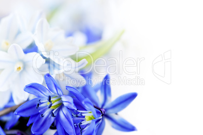 Spring flowers background