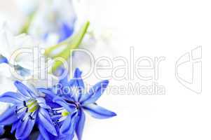 Spring flowers background