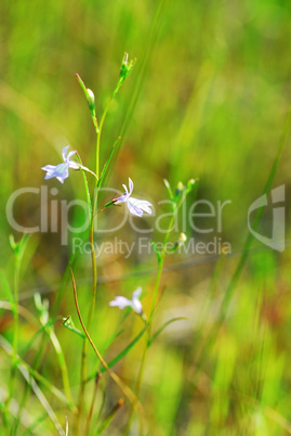 Botanical background