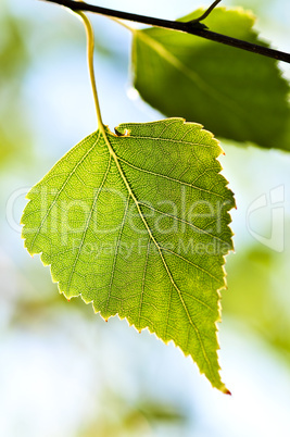 Branch with green leaves