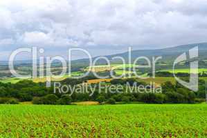 Agricultural landscape