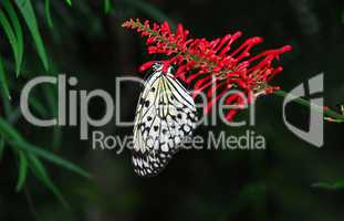 Rice paper butterfly