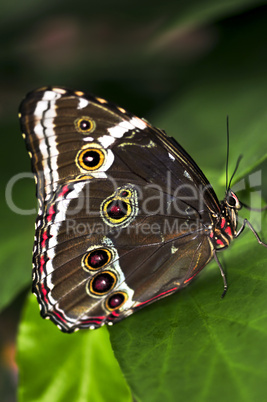 Butterfly on a plant