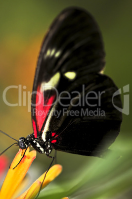 Red heliconius dora butterfly