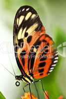 Large tiger butterfly