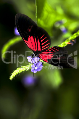 Red heliconius dora butterfly