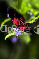 Red heliconius dora butterfly