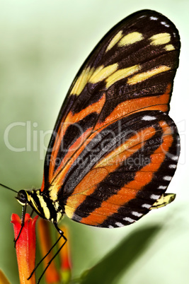 Large tiger butterfly