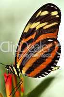 Large tiger butterfly