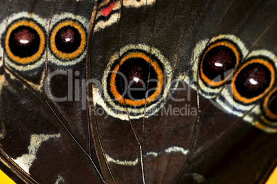 Butterfly wing