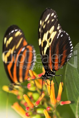 Large tiger butterflies