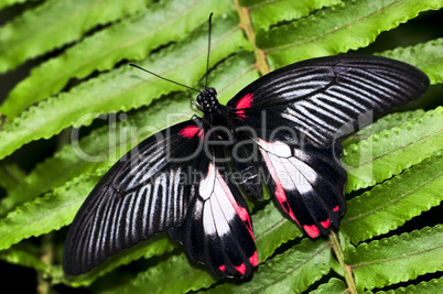 Common swallowtail butterfly