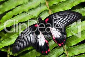 Common swallowtail butterfly
