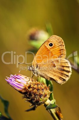 Meadow brown butterfly on Knapweed