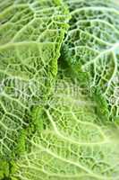 Closeup of green cabbage leaves