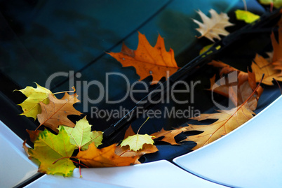 Fall leaves on a car