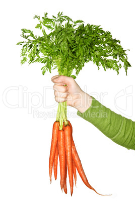 Hand holding carrots