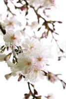 Oriental cherry blossom