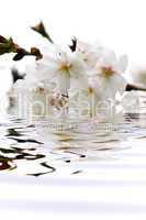 Cherry blossom in water