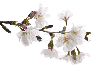 Oriental cherry blossom