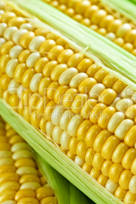 Corn close up