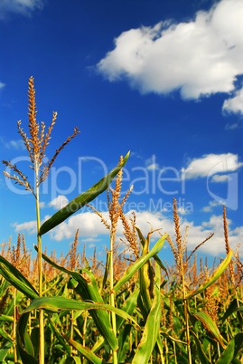 Corn field