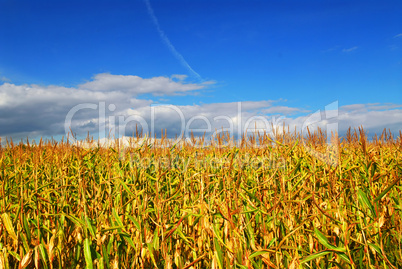 Corn field