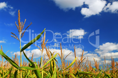 Corn field