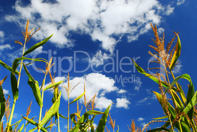 Corn field