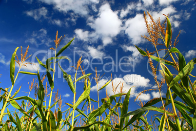 Corn field