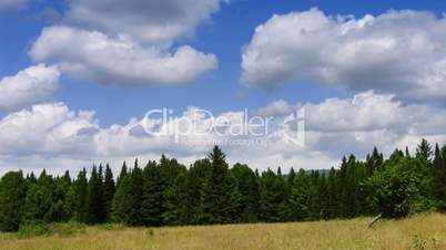 timelapse flying clouds above coniferous forest