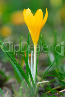 Crocus