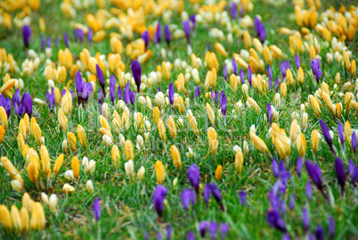 Crocus field